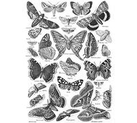Scientific Illustration Butterfly Moth Black White Drawing Art Print Poster Wall Decor 12X16 Inch