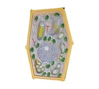 Scienza popolare dell'anatomia delle cellule biologiche Modello anatomico delle cellule vegetali Insegnamento biologico Struttura ingrandita delle cellule vegetali Modello di campioni microscopici