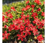 Scilla siberica Decorazioni per giardini esterni semi di Cubresuelos resistenti 350pz