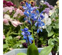 Scilla siberica, esotiche in vaso balcone varietà antiche biologiche 30semi