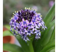 Scilla siberica - giardino resistente vaso semi di balcone giardino estivi 100pcs