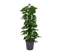 Scindapsus (Epipremno) - Ø 24 cm - 120 cm