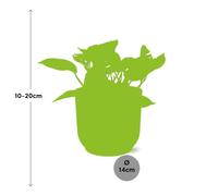 Scindapsus (Epipremnum) Marmo Queen IN Elho Vibes Fold 14cm Delicato Rosaton F