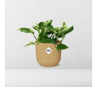 Scindapsus (Epipremnum) Marmo Queen IN Elho Vibes Fold 14cm Geel