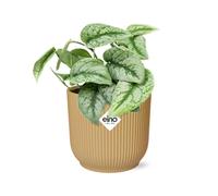 Scindapsus Pictus 'Trebie' Nel Elho Vibes Fold 14cm Pentola - Pratico Zimmerpf