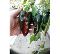 Sconosciuto Semi: Ancho Poblano Hot Pepper organici