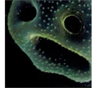 Scott, Robert - Creeping Unknown