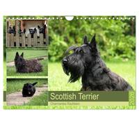 Scottish Terrier - Charmantes Rauhbein (Wandkalender 2026 DIN A4 quer), CALVENDO Monatskalender: Scottish Terrier - Ein fröhlicher, robuster Kumpel
