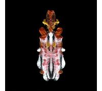 Scraps Of Tape - The Will To Burn