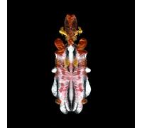 Scraps of Tape The Will to Burn (CD) Album Digipak