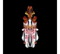 Scraps Of Tape - Will To Burn