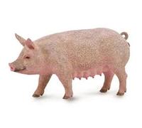 Scrofa Collecta