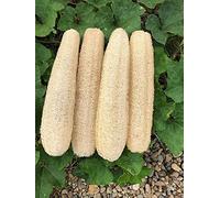 Scrubbers biodegradabili naturali del corpo delle spugne di luffa, esfoliare la spugna 4PICK del bagno di Luffa