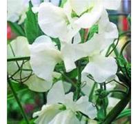 Sd1163 Semi di Jasmine (Arabian Nights), Semi di Fiori di Jasmine (25 semi)