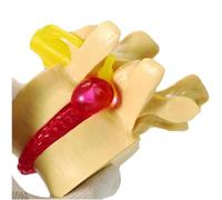SdaryWare Modello anatomico della Colonna Lombare - Modello educativo della Vertebra Lombare con Disco intervertebrale Lombare nervoso - Colonna Lombare Rimovibile per Esposizione didat,Yellow-5inch