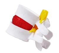 SdaryWare Modello anatomico della Colonna Lombare - Modello educativo della Vertebra Lombare con Disco intervertebrale Lombare nervoso - Colonna Lombare Rimovibile per Esposizione didat,White-5inch
