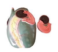 SdaryWare Modello anatomico di Stomaco di Pecora - Modello di Organo Animale - per la Ricerca didattica veterinaria Strumento didattico per l'organo dello Stomaco di Pecora