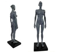 SdaryWare Modello anatomico Umano - Figura Anatomica Umana da 11 Pollici - Modello in Resina con Teschio, Testa, Corpo, Muscoli e Ossa, in Pelle ed Ecopelle, per l'insegnamento e l'istr,A
