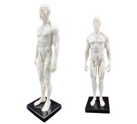 SdaryWare Modello anatomico Umano - Figura Anatomica Umana da 11 Pollici - Modello in Resina con Teschio, Testa, Corpo, Muscoli e Ossa, in Pelle ed Ecopelle, per l'insegnamento e l'istr,E