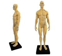 SdaryWare Modello anatomico Umano - Figura Anatomica Umana da 11 Pollici - Modello in Resina con Teschio, Testa, Corpo, Muscoli e Ossa, in Pelle ed Ecopelle, per l'insegnamento e l'istr,C