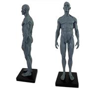 SdaryWare Modello anatomico Umano - Figura Anatomica Umana da 11 Pollici - Modello in Resina con Teschio, Testa, Corpo, Muscoli e Ossa, in Pelle ed Ecopelle, per l'insegnamento e l'istr,H