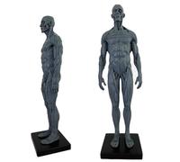 SdaryWare Modello anatomico Umano - Figura Anatomica Umana da 11 Pollici - Modello in Resina con Teschio, Testa, Corpo, Muscoli e Ossa, in Pelle ed Ecopelle, per l'insegnamento e l'istr,D