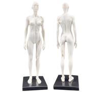 SdaryWare Modello anatomico Umano - Figura Anatomica Umana da 11 Pollici - Modello in Resina con Teschio, Testa, Corpo, Muscoli e Ossa, in Pelle ed Ecopelle, per l'insegnamento e l'istr,F