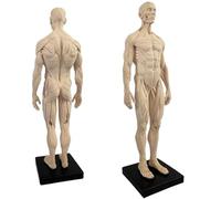 SdaryWare Modello anatomico Umano - Figura Anatomica Umana da 11 Pollici - Modello in Resina con Teschio, Testa, Corpo, Muscoli e Ossa, in Pelle ed Ecopelle, per l'insegnamento e l'istr,B