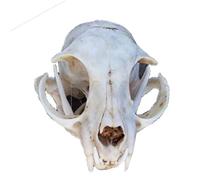 SdaryWare Modello Creativo di Teschio di Animale con Testa di Gatto per la Decorazione della casa, Oggetto da Collezione Artistico, Oggetti di Scena per la Decorazione di Halloween
