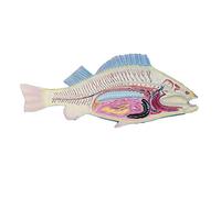 SdaryWare Modello di Anatomia del Pesce per l'insegnamento - Modello di Studio Modello di dissezione del Pesce Stampo delle viscere del Pesce - Modello di Scienza Medica Animale Modello
