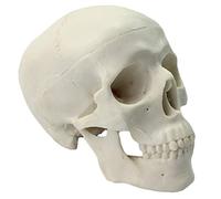 SdaryWare Modello di Cranio Umano di Piccole Dimensioni, Modello anatomico Mini delle Ossa della Testa di Un Adulto per l'insegnamento Medico, Strumento di visualizzazione per l'apprend