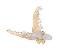 SdaryWare Modello di Osso del Mento di Volpe, Modello di Ossa di Volpe Vere, per la Ricerca didattica veterinaria, Decorazione di Halloween