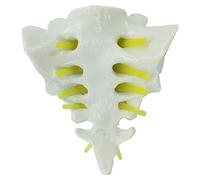 SdaryWare Modello di Osso Sacro e caudato a grandezza Naturale - Modello di Scheletro Umano - Ideale per Studenti di Medicina e per l'insegnamento delle scienze,Grey