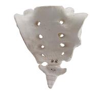 SdaryWare Modello di Osso Sacro e caudato a grandezza Naturale - Modello di Scheletro Umano - Ideale per Studenti di Medicina e per l'insegnamento delle scienze,White