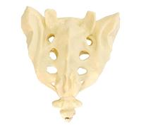 SdaryWare Modello di Osso Sacro e caudato a grandezza Naturale - Modello di Scheletro Umano - Ideale per Studenti di Medicina e per l'insegnamento delle scienze,Yellow