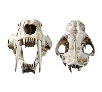 SdaryWare Modello di Teschio di Tigre dai Denti a sciabola a grandezza Naturale 1:1 - Replica in Resina dell'anatomia della Testa del Teschio di Animale - per Decorazioni per Bar di CAS