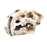SdaryWare Modello di Teschio di Tigre dai Denti a sciabola, Replica di Teschio di Dinosauro, Modello di Scheletro osseo Imitazione per la Decorazione di casa, Ufficio e Acquario.