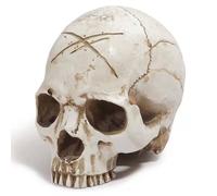 SdaryWare Modello di Teschio Umano Adulto a grandezza Naturale - Modello di Teschio Umano 1:1 - per Decorazioni e Ornamenti per Feste di Halloween, Bianco,White