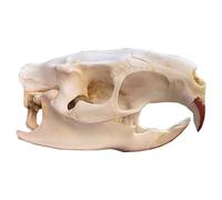SdaryWare Modello di Testa di Teschio di Castoro - Replica di Vero Teschio di Animale - Ornamenti Feng Shui tassidermici di Testa di Teschio di Castoro per la Decorazione della casa, st