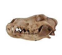 SdaryWare Modello di Testa di Teschio di Lupo, Modello di Studio di fossili di Ossa di Animali, Replica di Teschio di Lupo, Artigianato in Resina per la Decorazione di Bar di casa, orna