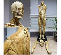 SdaryWare Modello didattico, Figura Anatomica Umana Maschile da 44 cm, Modello di Pelle e di Anatomia, Modello anatomico di Muscoli e Scheletro del Corpo Umano, Materiale di Laboratorio, RIF