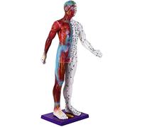 SdaryWare Modello didattico, Modello di agopuntura del Corpo Umano da 78 cm, Diagramma dei meridiani della Medicina Tradizionale Cinese, Corpo Intero Maschile, Lettere Ultra Chiare, Strato m