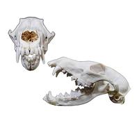 SdaryWare Replica di Vero Teschio di Volpe - Modello di Teschio di Animale a grandezza Naturale 1:1 - Forniture per tassidermia di Animali di Volpe - Modello di Ossa artistiche - per de
