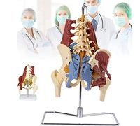 SdaryWare Strumenti Modello didattico, Colonna Lombare Umana con Modello Muscolare, Osso pelvico, ernia del Disco Lombare, dimostrazione di Riparazione dei Muscoli del Pavimento pelvico Mate