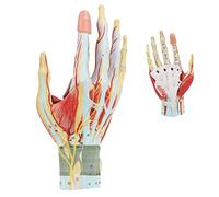 SdaryWare Strumenti Modello didattico, Modello anatomico della Mano Umana, Modello anatomico della Mano in 7 Parti, Modello della Mano con Muscoli, legamenti, nervi e arterie, 7 Parti rimovi