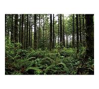 SDOTPMT 6x4ft Backdrop in poliestere della foresta pacifica Alberi Rami Erba Selvaggia Rustica Natura Paesaggio Sfondo per Campeggio Tema Festa di Compleanno Decor Banner Booth Prop