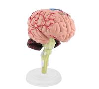 SEAFRONT Modello Anatomico del Cervello Umano, Design Interattivo in più Parti, Strumento Didattico per lo Studio della Neurologia e il Coinvolgimento dei Pazienti