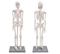 SEAFRONT Modello di Scheletro Umano da 85 Cm Scheletro Anatomico Medico con Espositore per L'insegnamento Dell'anatomia Nelle Scuole e Nelle università