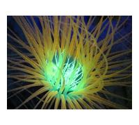 Sealife Sea Dragon Fluoro Duo Beam Dive Light Nero 800 Lumens