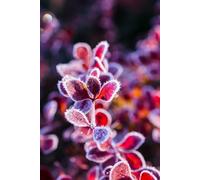 Seasons of Change I: WINTER: 1